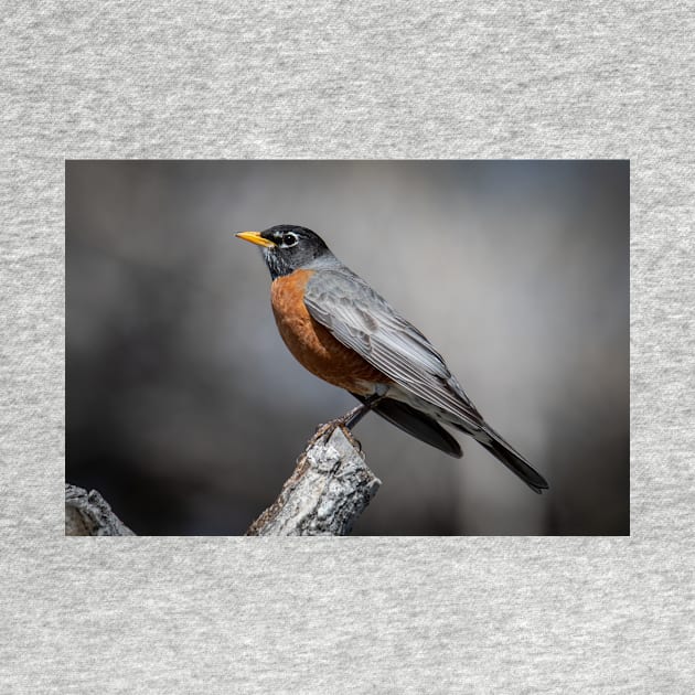 American Robin by gdb2